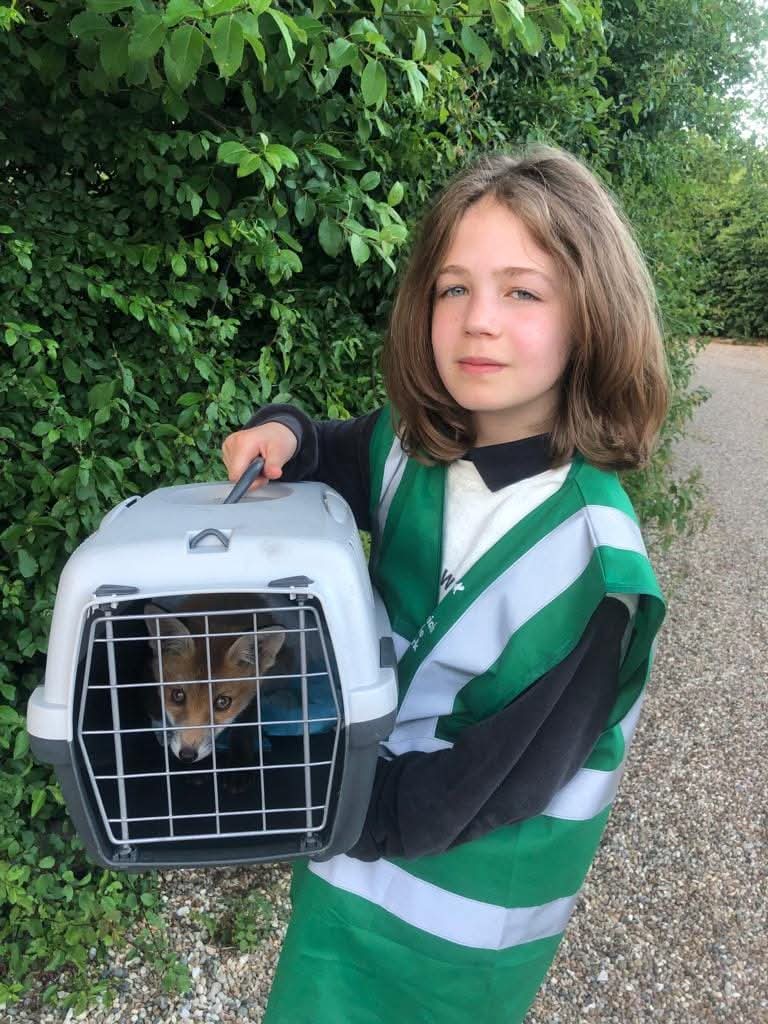 Young volunteer with rescued fox in a pet carrier