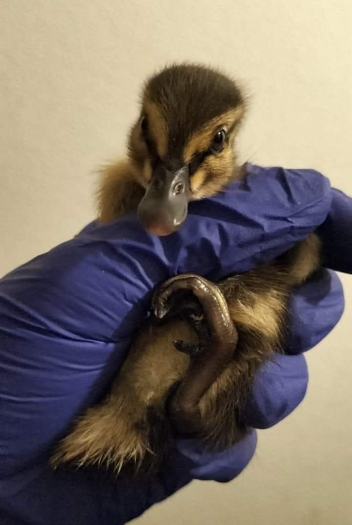 Duckling in a volunteers hand