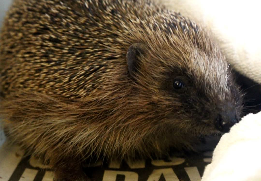 A hedgehog