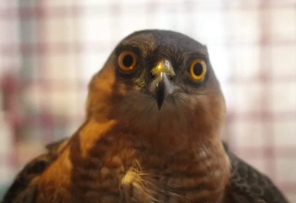 A falcon