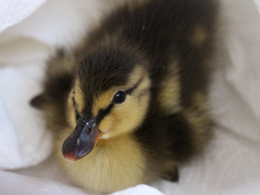 Duckling