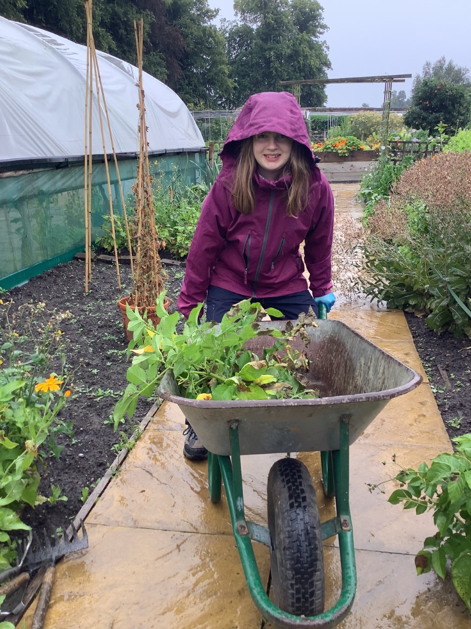 Someone pushing a wheelbarrow