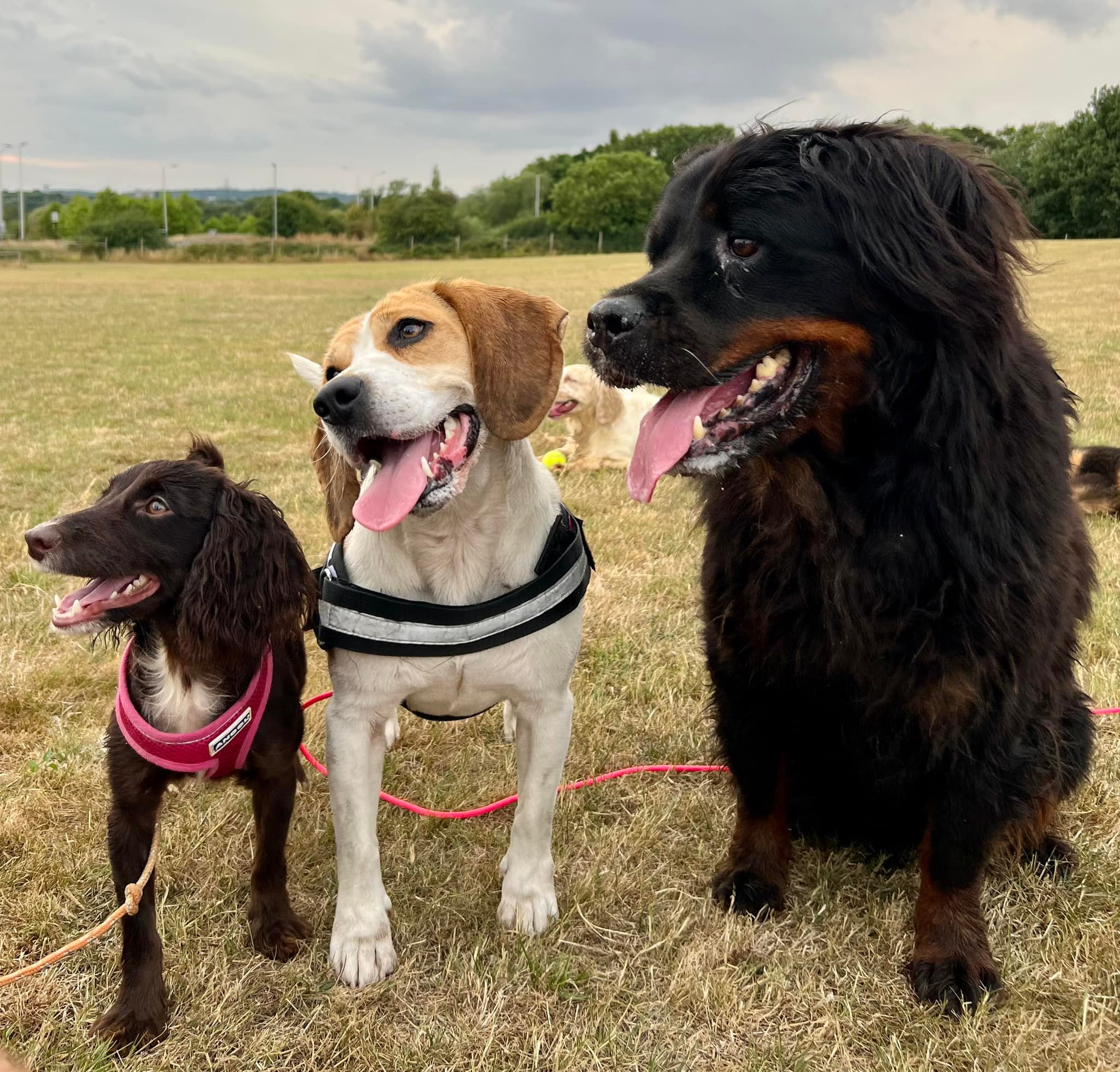 3 dogs in a field with their tongues hanging out